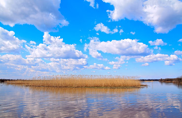 Obraz premium reed on lake