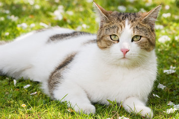 Fototapeta premium katze liegt im garten