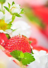 Sahnepudding mit Erdbeeren und Sahnehäupchen