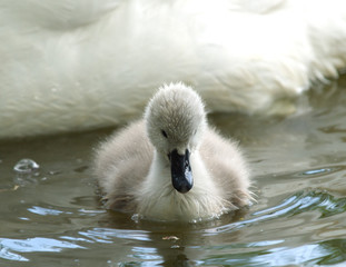 Cygnet