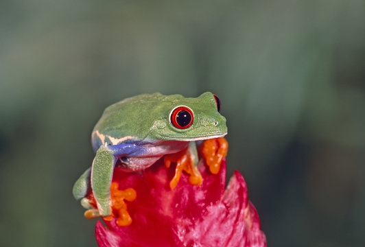 Red  eye treefrog