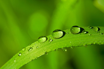 Dew drops on a green grass