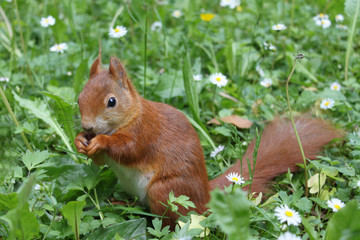 eichhörnchen