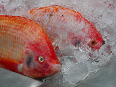 Red snapper