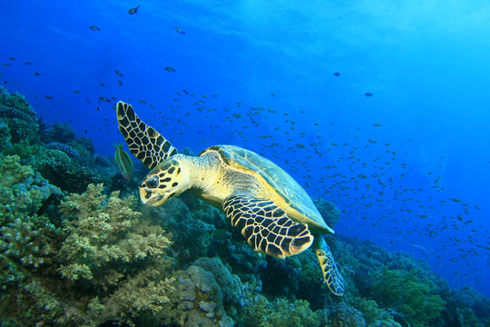 Hawksbill Turtle rips off a bunch of soft coral