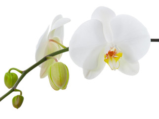 Naklejka na ściany i meble Orchid flower on a white background