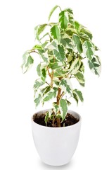 Green ficus tree in a white pot isolated on white