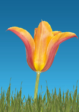 Tulpe Tulpia