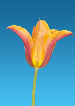 Tulpe Tulpia