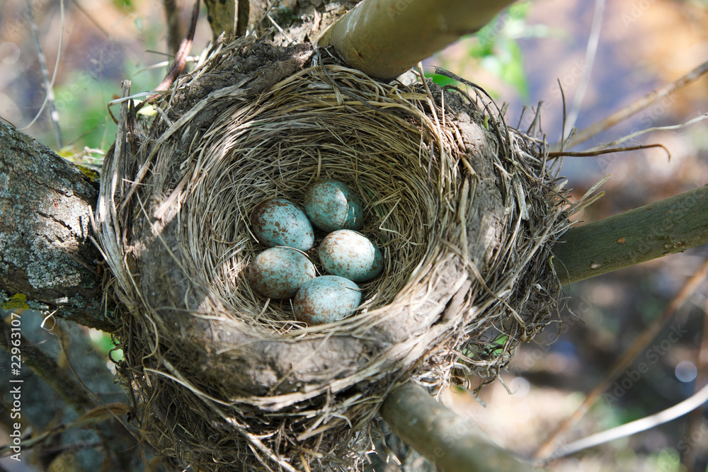 Wall mural Nest of Fieldfare, Turdus pilaris