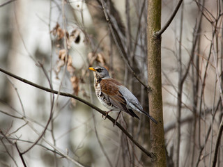 Fieldfare, Turdus pilaris