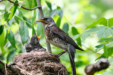 Fieldfare, Turdus pilaris