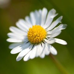 Obraz premium camomile