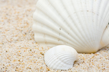 Sea shells on the beach