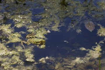 grenouille