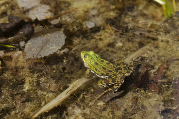 grenouille