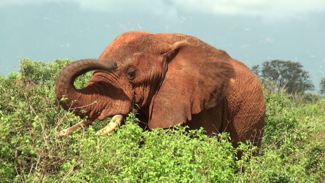 elephant rouge kenya