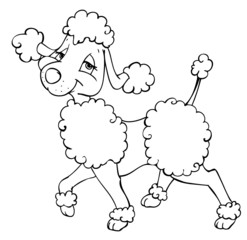 Pudel, Hund, Hündin, Frisur, Friseur, Hundefriseur, Locken