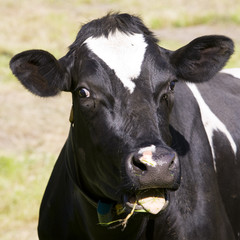 Dutch cow
