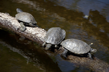 Fototapeta premium tortues noires
