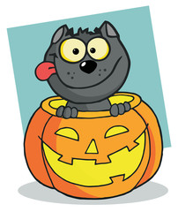 Happy Black Cat In A Pumpkin