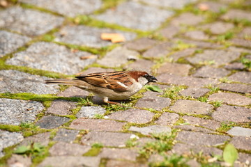 SONY DSC