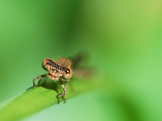 Dragonfly face