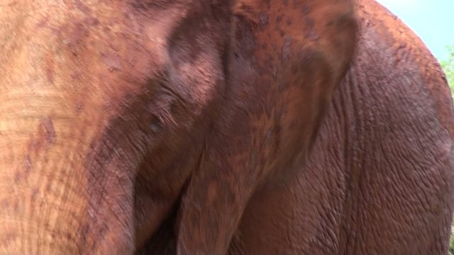 &eacute;l&eacute;phant afrique