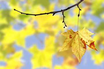 Fototapeta premium Feuille seule suspendue à une branche