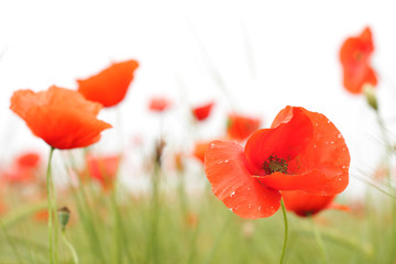 Fototapeta premium Close up of poppy flower