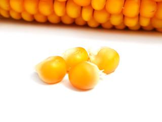 detail of a corn