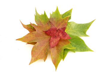 Bouquet de feuilles multicolores