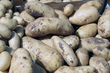 Pommes de terre