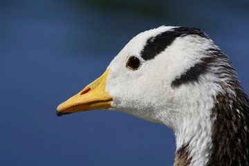 barred headed goose