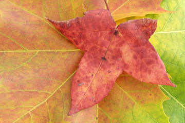 Feuilles colorées