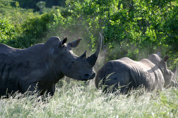 Obraz premium Savanne Süpafrika