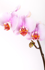 Naklejka na ściany i meble Pink Orchid