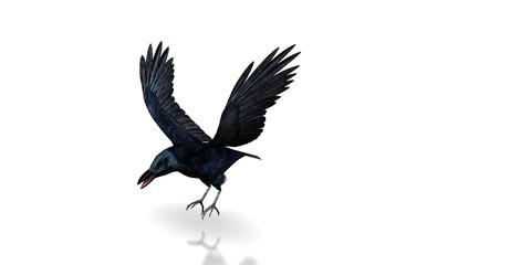 1 387 Rabe Vogel Crow Fototapeten Leinwandbilder Und Aufkleber Wallsheaven