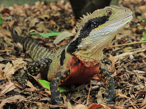 Australian Water Dragon Physignathus lesueurii