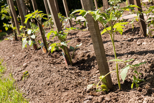 plantation de tomate