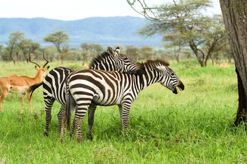 couple of zebras in savanna