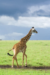 giraffe walking along savanna
