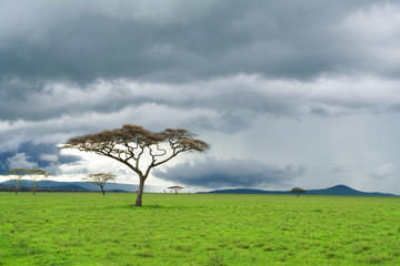 Plakat indywidualny drzewo, zielony łąki i chmury burza w sawannę