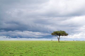 Naklejka premium detached tree, green grassland and storm cloud in savanna