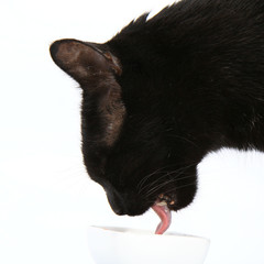 Black cat eating from a bowl on white background