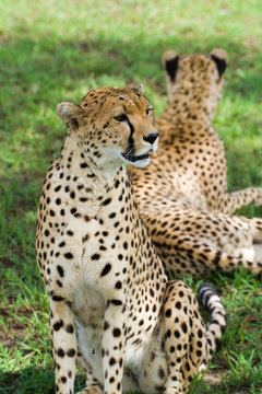 couple of cheetahs in savanna