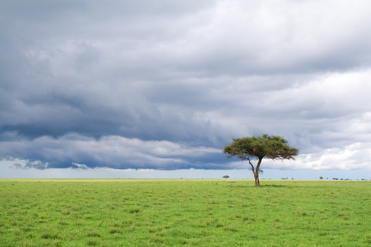 detached tree, green grassland and storm cloud in savanna