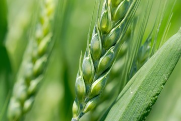 Green wheat ears - Powered by Adobe