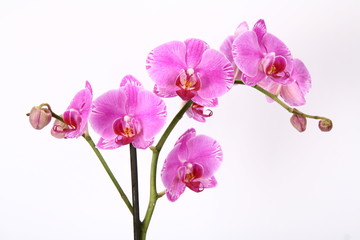Naklejka na ściany i meble Różowa orchidea kwiaty
