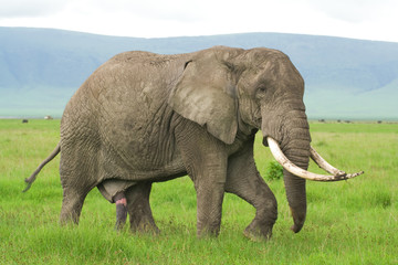 Fototapeta na wymiar samotny słoń spaceru wzdłuż sawanny